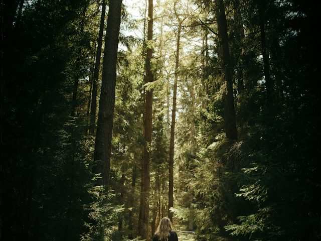 Sonniger Waldweg